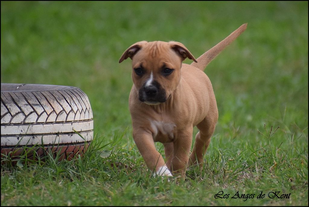 M3 Victory Justifies The Hope "Vic" - American Staffordshire Terrier