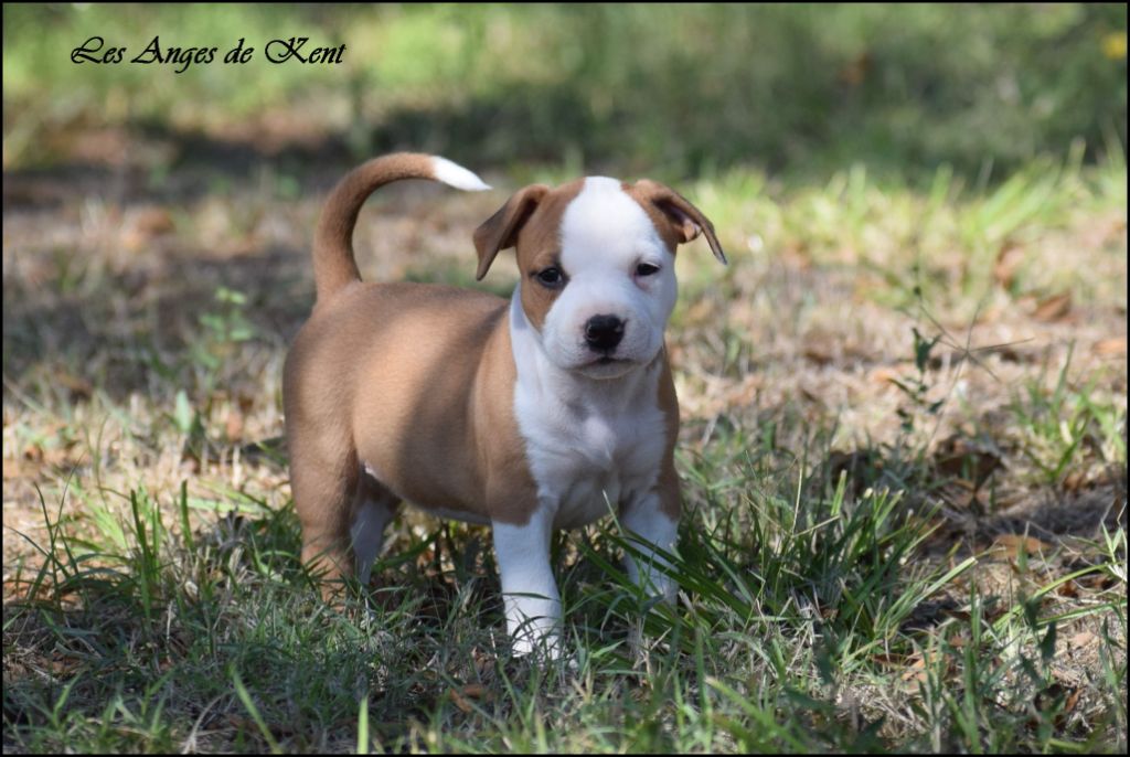 F2 Veritable Scent Of Jasmine "Jasmine" - American Staffordshire Terrier