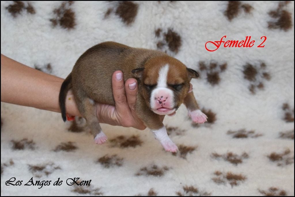 F2 - American Staffordshire Terrier