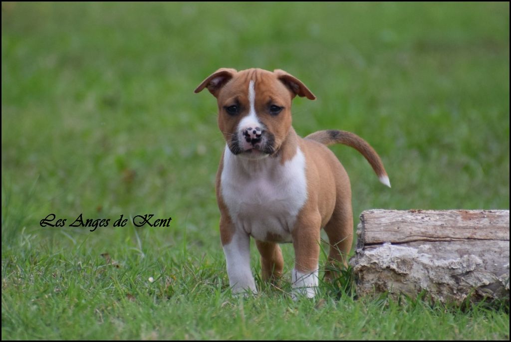 M5 Voice Of Hope And Freedom " Freedom" - American Staffordshire Terrier