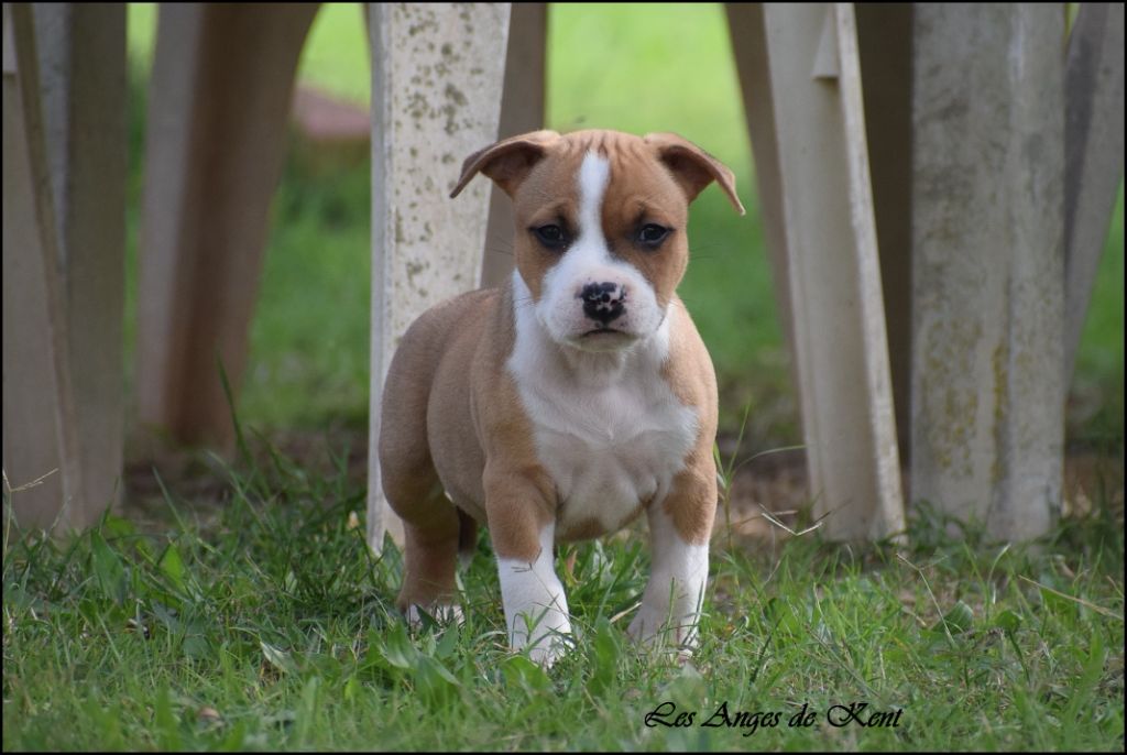 M4 Vast Concrete Jungle Of Hope "Jungle" - American Staffordshire Terrier