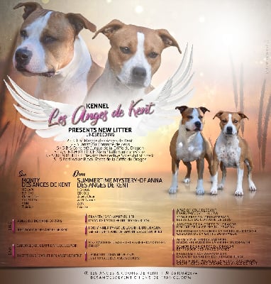 Les chiots de American Staffordshire Terrier