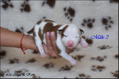 M2 - American Staffordshire Terrier