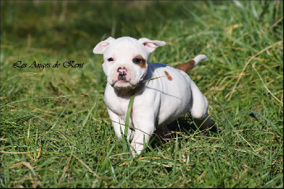 Les chiots de American Staffordshire Terrier