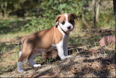 Les chiots de American Staffordshire Terrier