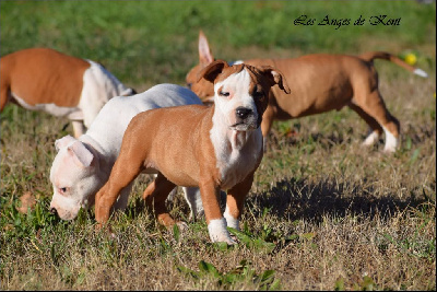 Les chiots de American Staffordshire Terrier