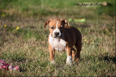 Les chiots de American Staffordshire Terrier