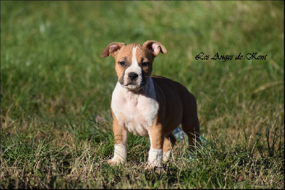 Les chiots de American Staffordshire Terrier