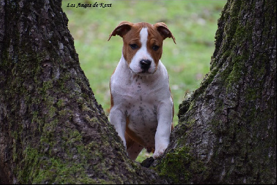 Les chiots de American Staffordshire Terrier