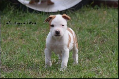 M2 Vanilla Mocha With Hope "Mocha" - American Staffordshire Terrier