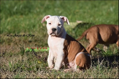 Les chiots de American Staffordshire Terrier