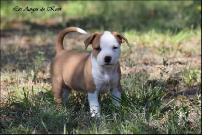 Les chiots de American Staffordshire Terrier