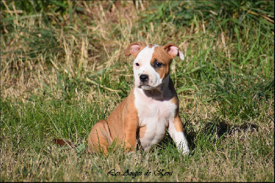 Les chiots de American Staffordshire Terrier