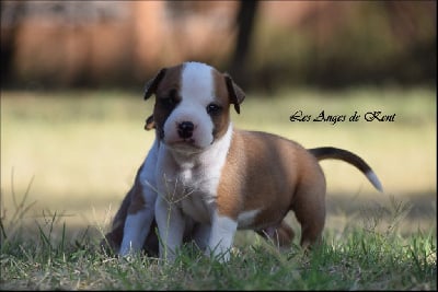 Les chiots de American Staffordshire Terrier