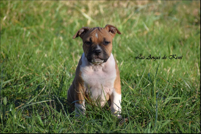 Les chiots de American Staffordshire Terrier