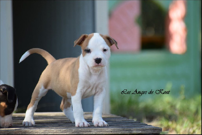 Les chiots de American Staffordshire Terrier