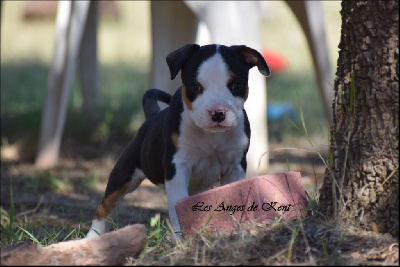 Les chiots de American Staffordshire Terrier