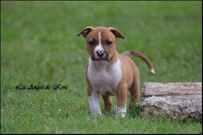 M5 Voice Of Hope And Freedom " Freedom" - American Staffordshire Terrier