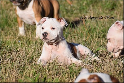 Les chiots de American Staffordshire Terrier