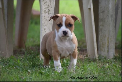 Les chiots de American Staffordshire Terrier