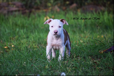 Les chiots de American Staffordshire Terrier