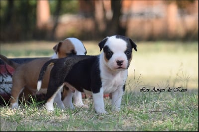 Les chiots de American Staffordshire Terrier