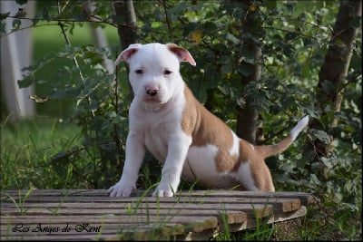 M1 Vega White Star Of Hope "Vega" - American Staffordshire Terrier