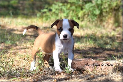 Les chiots de American Staffordshire Terrier