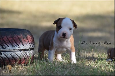 Les chiots de American Staffordshire Terrier