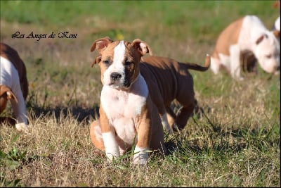 Les chiots de American Staffordshire Terrier