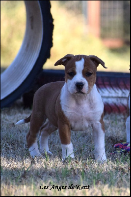 Les chiots de American Staffordshire Terrier