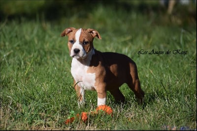 Les chiots de American Staffordshire Terrier