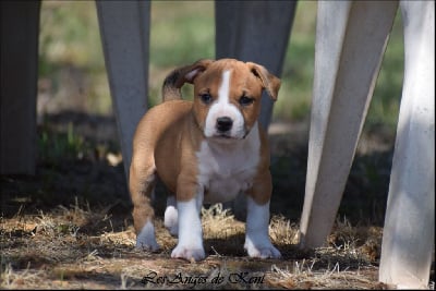 Les chiots de American Staffordshire Terrier