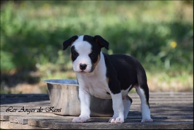 Les chiots de American Staffordshire Terrier