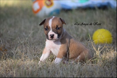 Les chiots de American Staffordshire Terrier