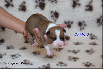 M4 - American Staffordshire Terrier