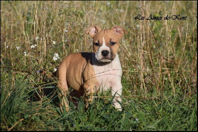 Les chiots de American Staffordshire Terrier