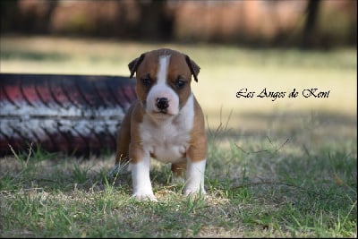 Les chiots de American Staffordshire Terrier