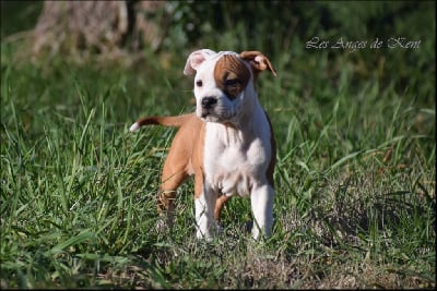 Les chiots de American Staffordshire Terrier