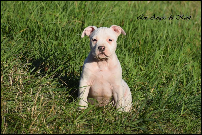 Les chiots de American Staffordshire Terrier