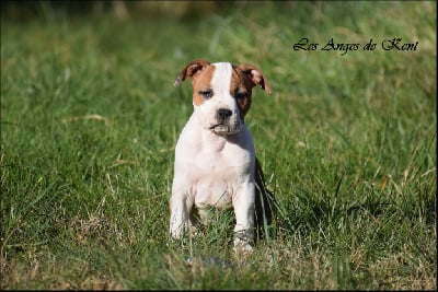 Les chiots de American Staffordshire Terrier