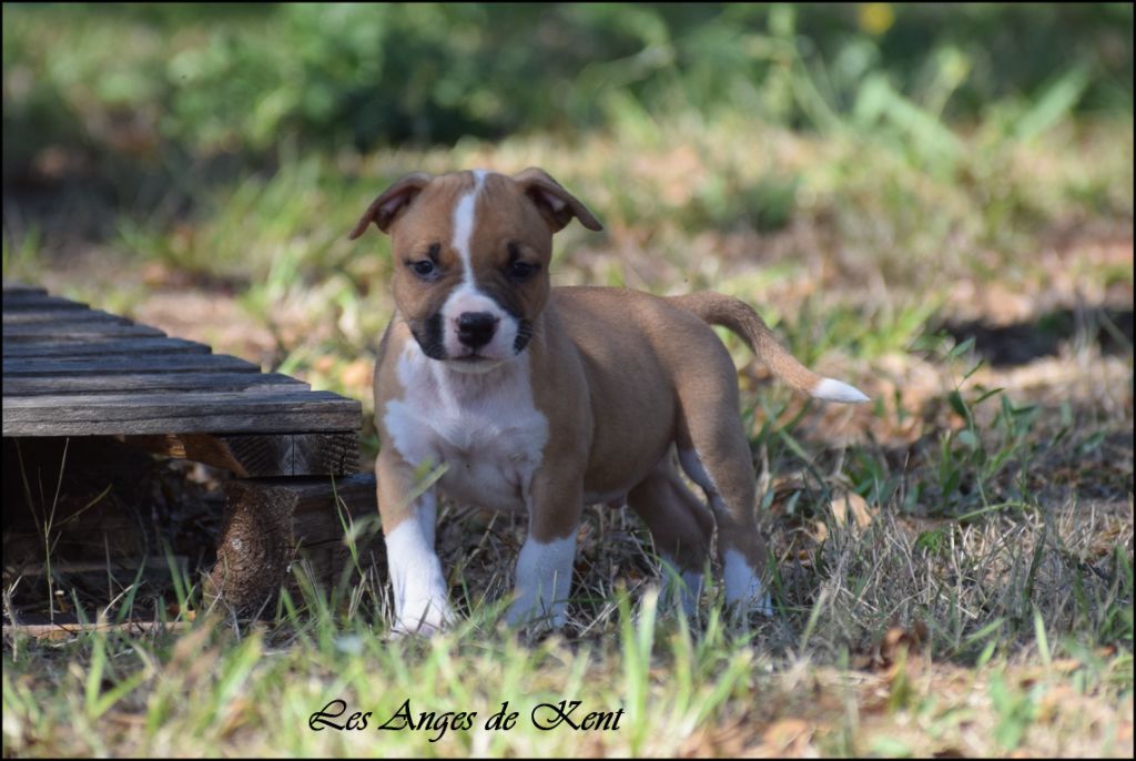 M2 Vibrant Laughter Of Stich "Stich" - American Staffordshire Terrier