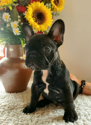 Les chiots de Bouledogue français