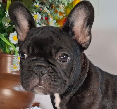 Les chiots de Bouledogue français