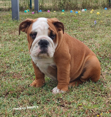 Les chiots de Bulldog Anglais