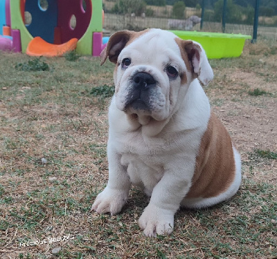 Les chiots de Bulldog Anglais