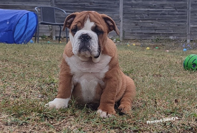 Les chiots de Bulldog Anglais