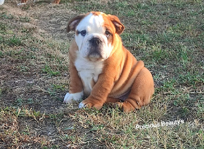 Les chiots de Bulldog Anglais