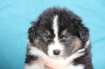 Les chiots de Berger Australien