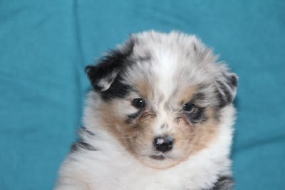 Les chiots de Berger Australien